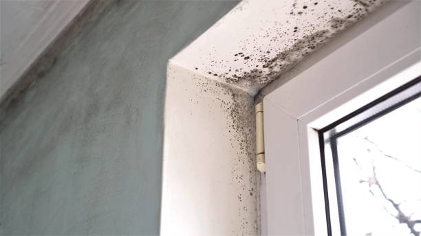 Trusted Covington, TN Mold Removal Experts