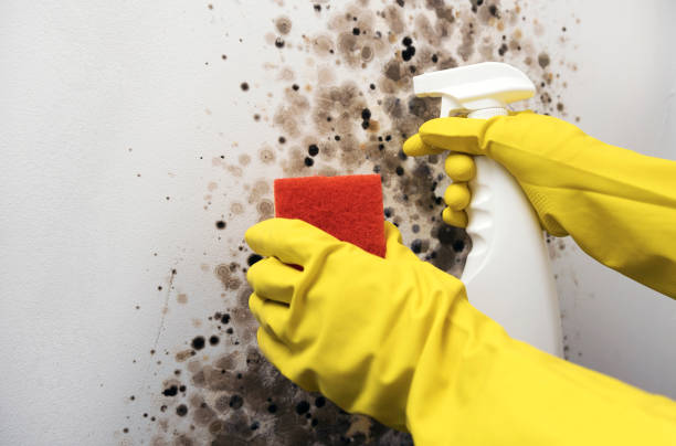 Best Black Mold Removal  in Covington, TN