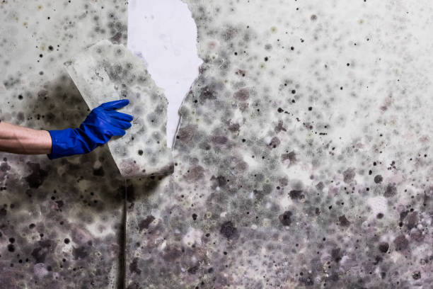 Mold Removal Process in Covington, TN
